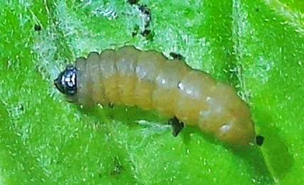 Mompha locupletella larva